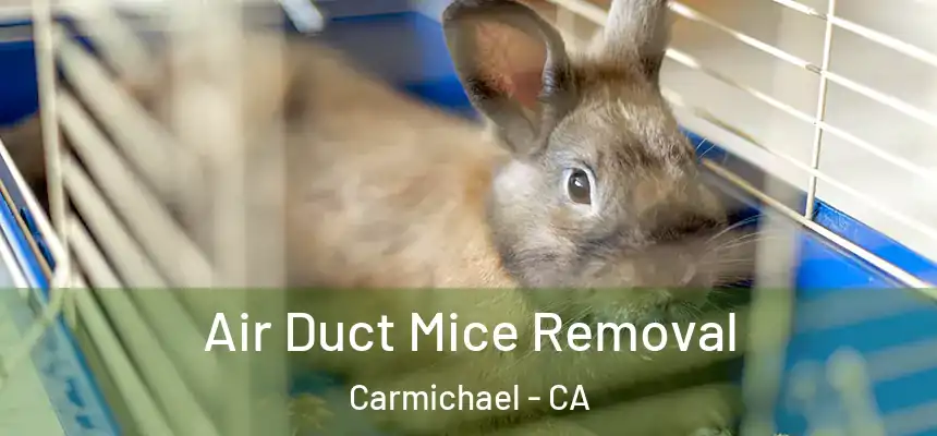  Air Duct Mice Removal Carmichael - CA